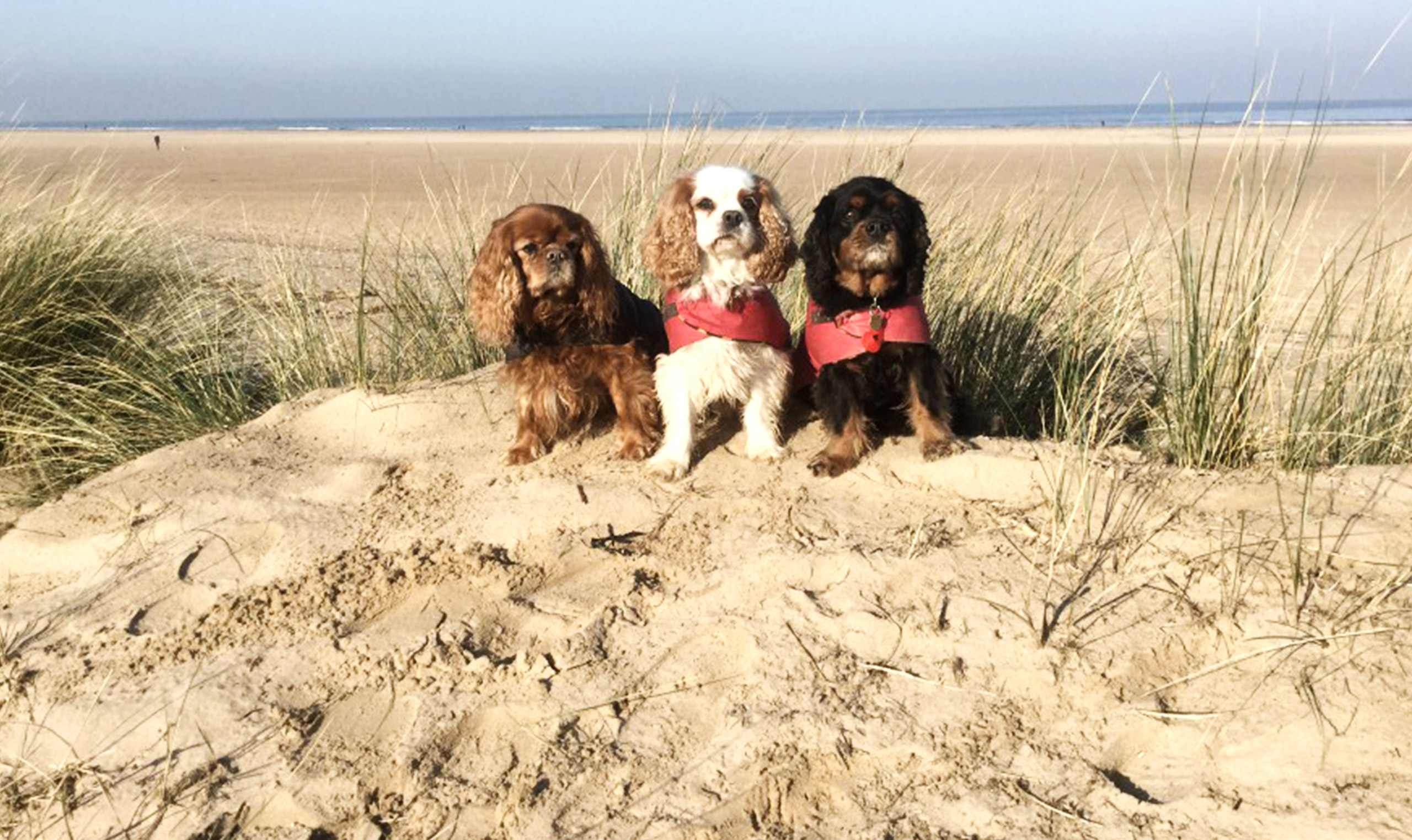 Top 10 Dog Walks in Norfolk Explore. Experience. Live.