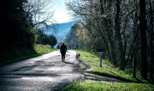 No 10 The Abbey - Top 10 Dog Walks in Norfolk